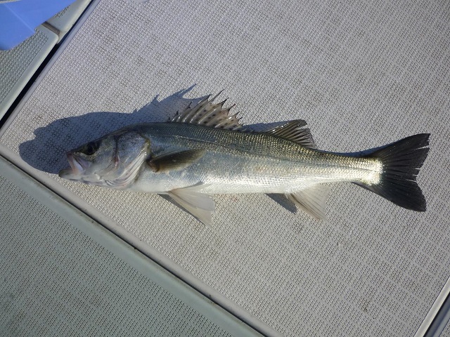 2015N
