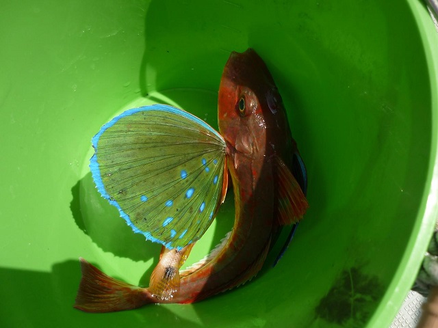 2015N
