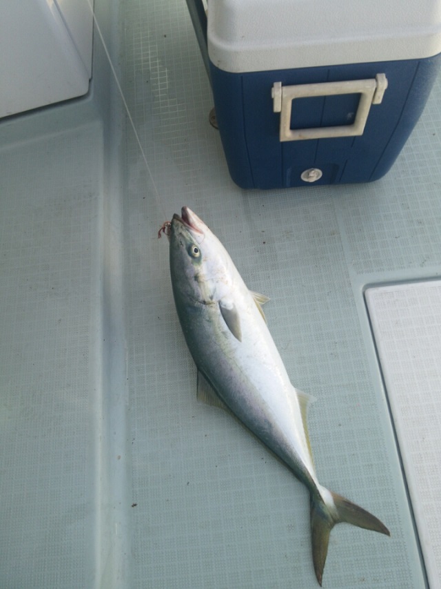 2016N